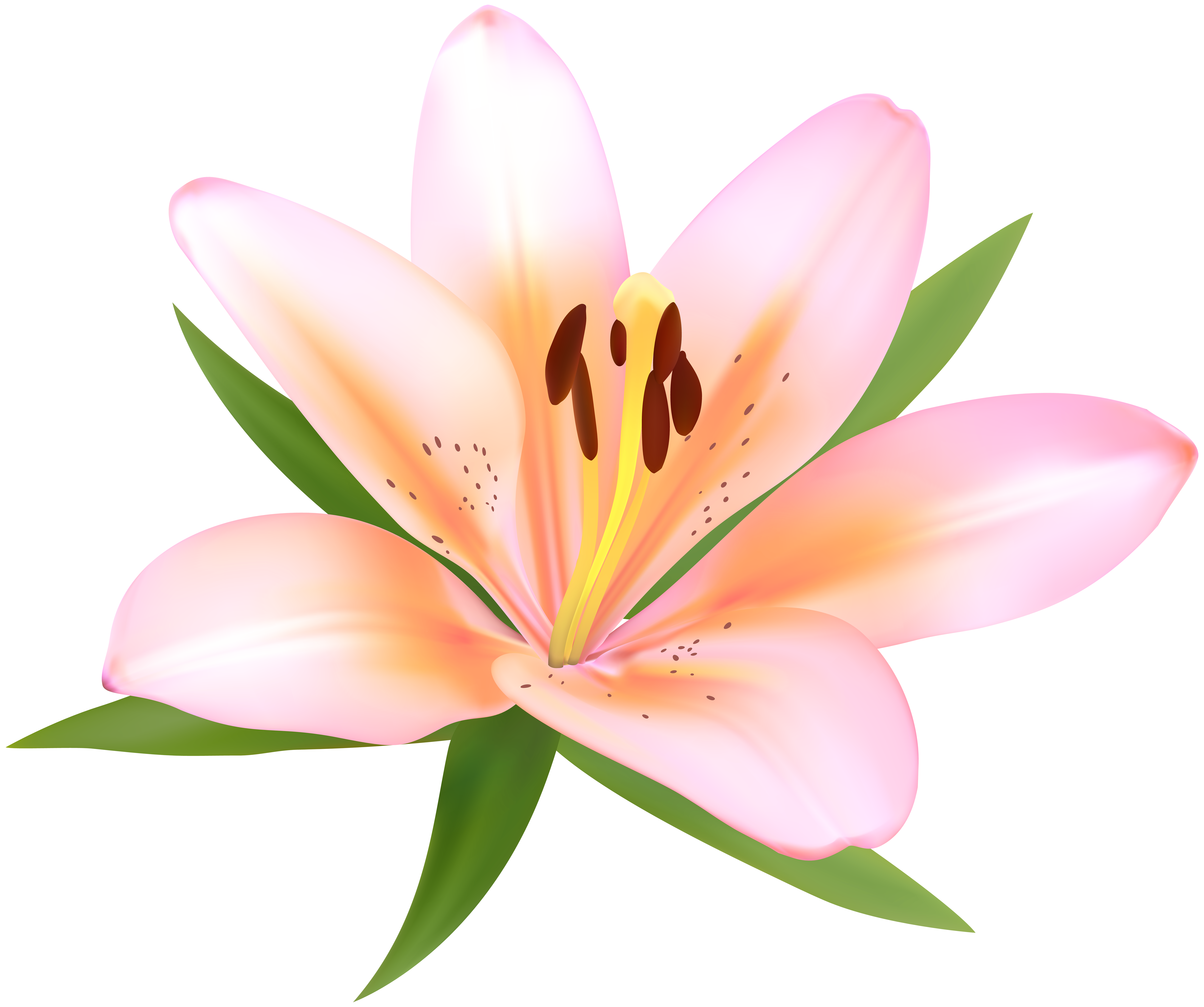 lily clipart island flower