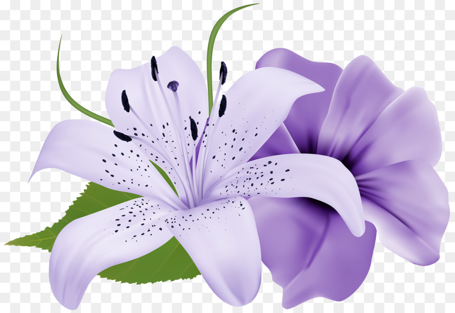 Flower cartoon pink purple. Lily clipart lilac