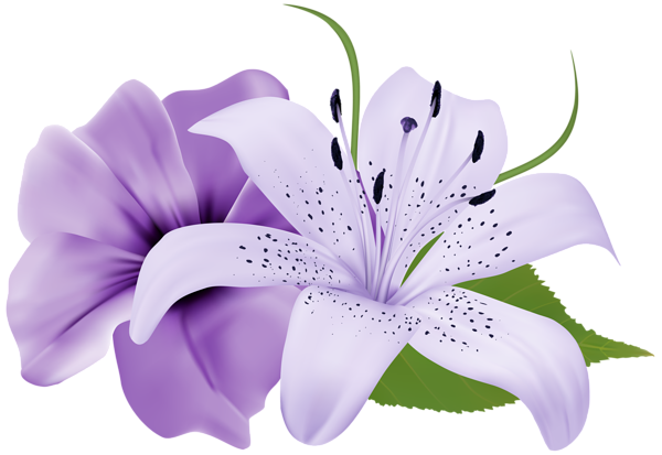 Lily clipart lilac. Pin by leica dan