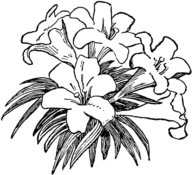 Lilies etc . Lily clipart lily field