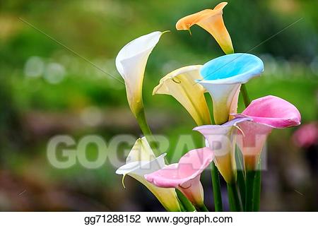 Lily clipart lily field. Stock illustration calla drawing