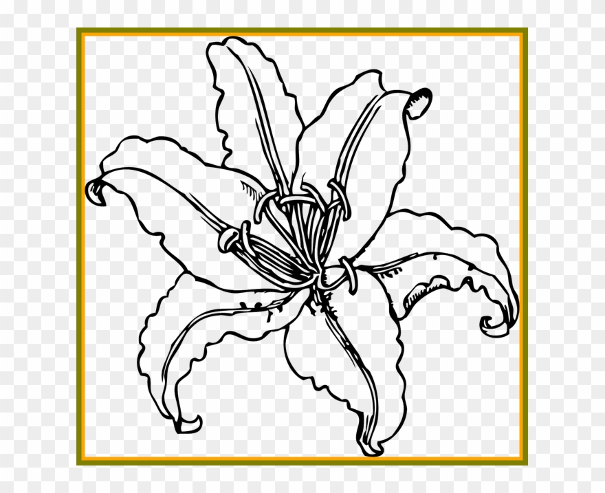 lily clipart lily outline
