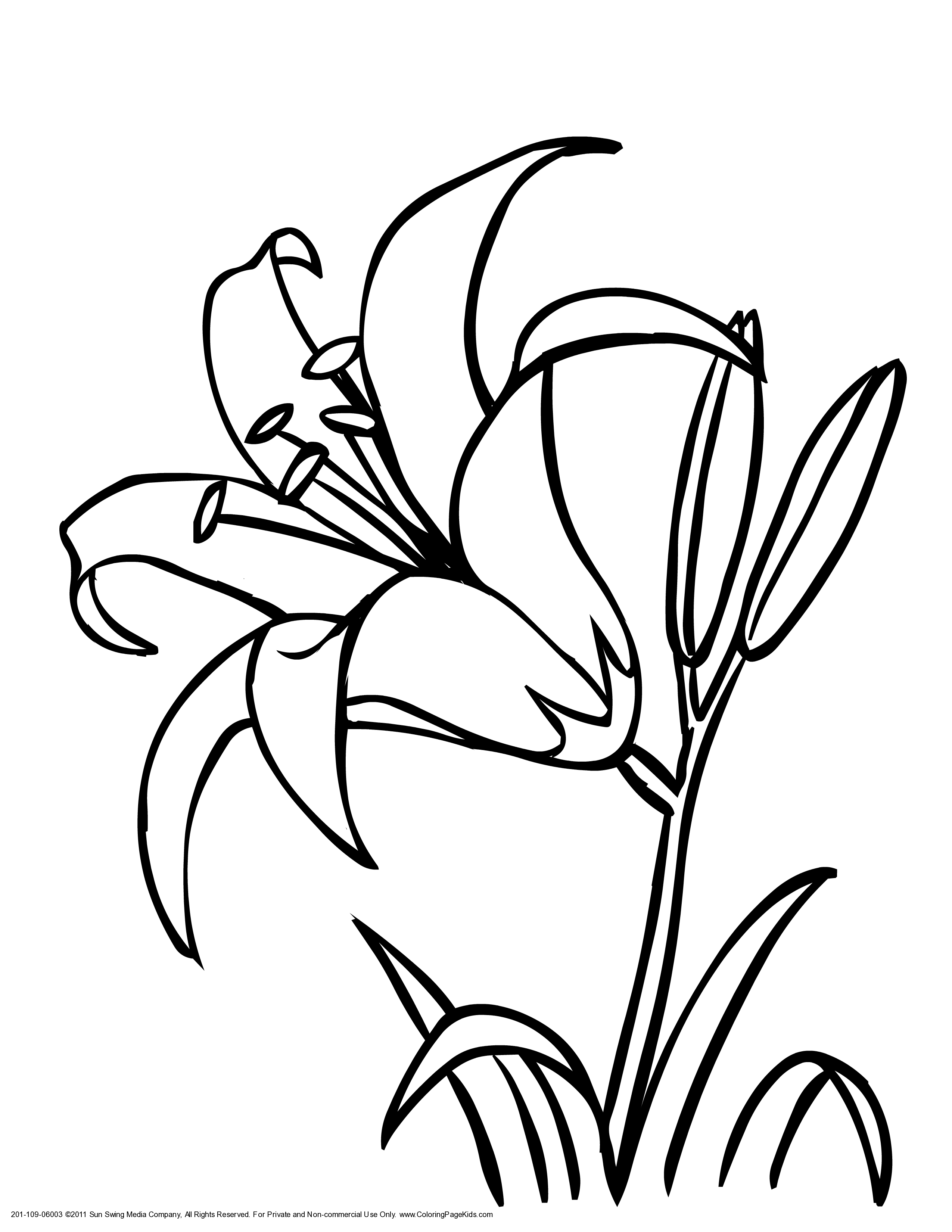 lily clipart lily outline