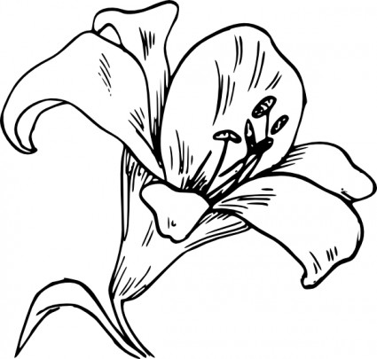 Lily clipart lily outline. Free calla download clip