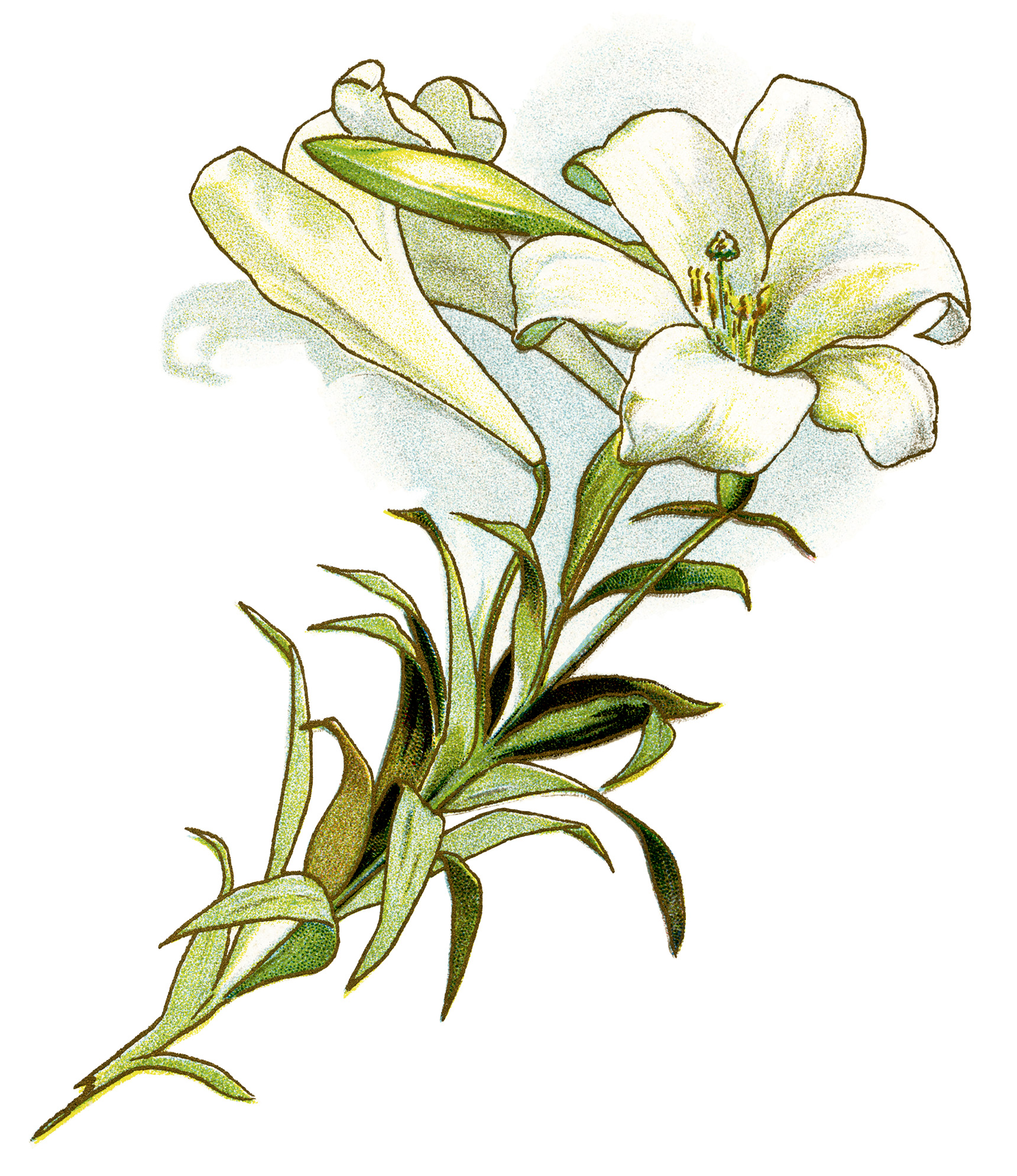Lily clipart memoriam. Free easter cliparts download