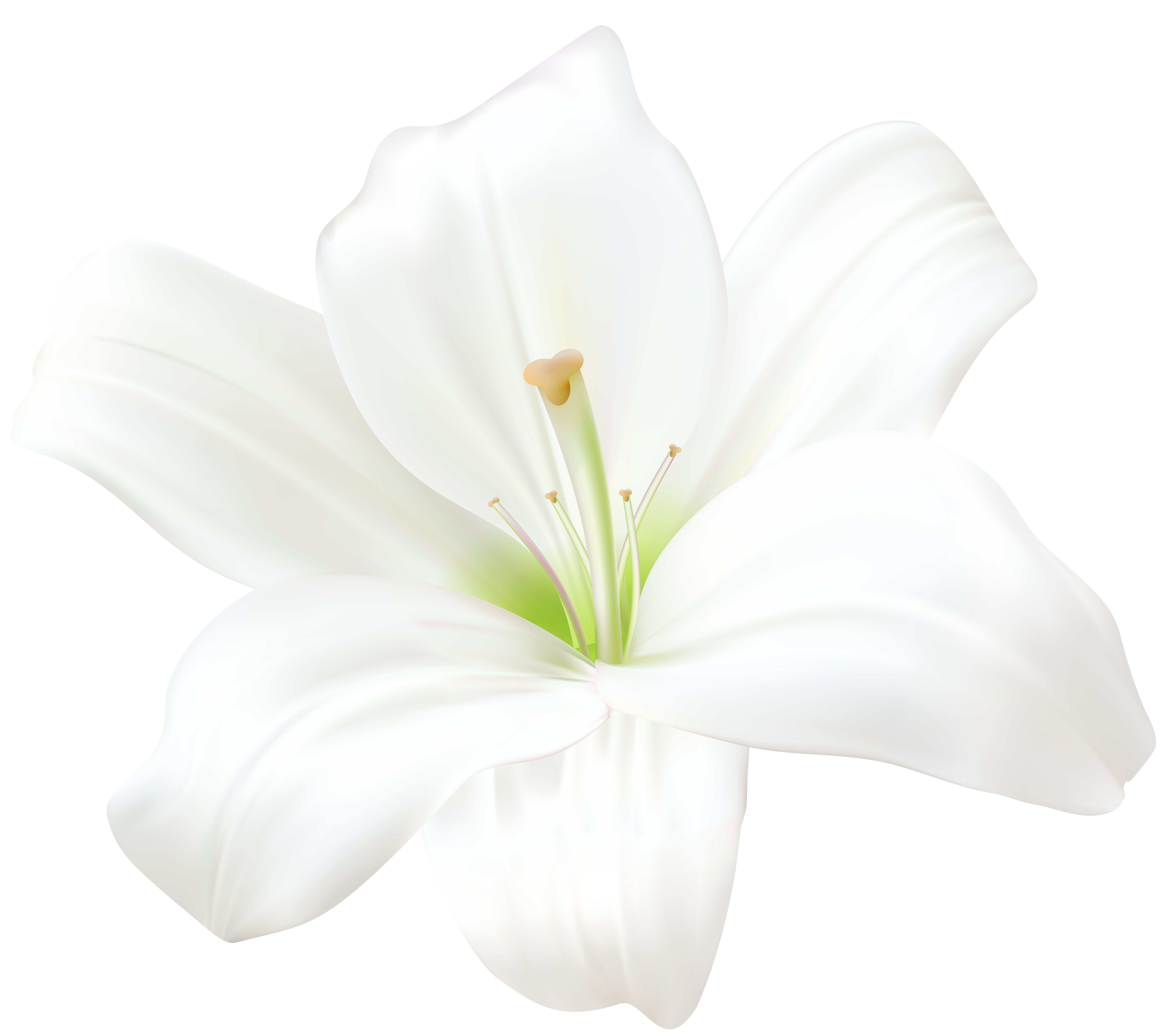  collection of white. Lily clipart memoriam