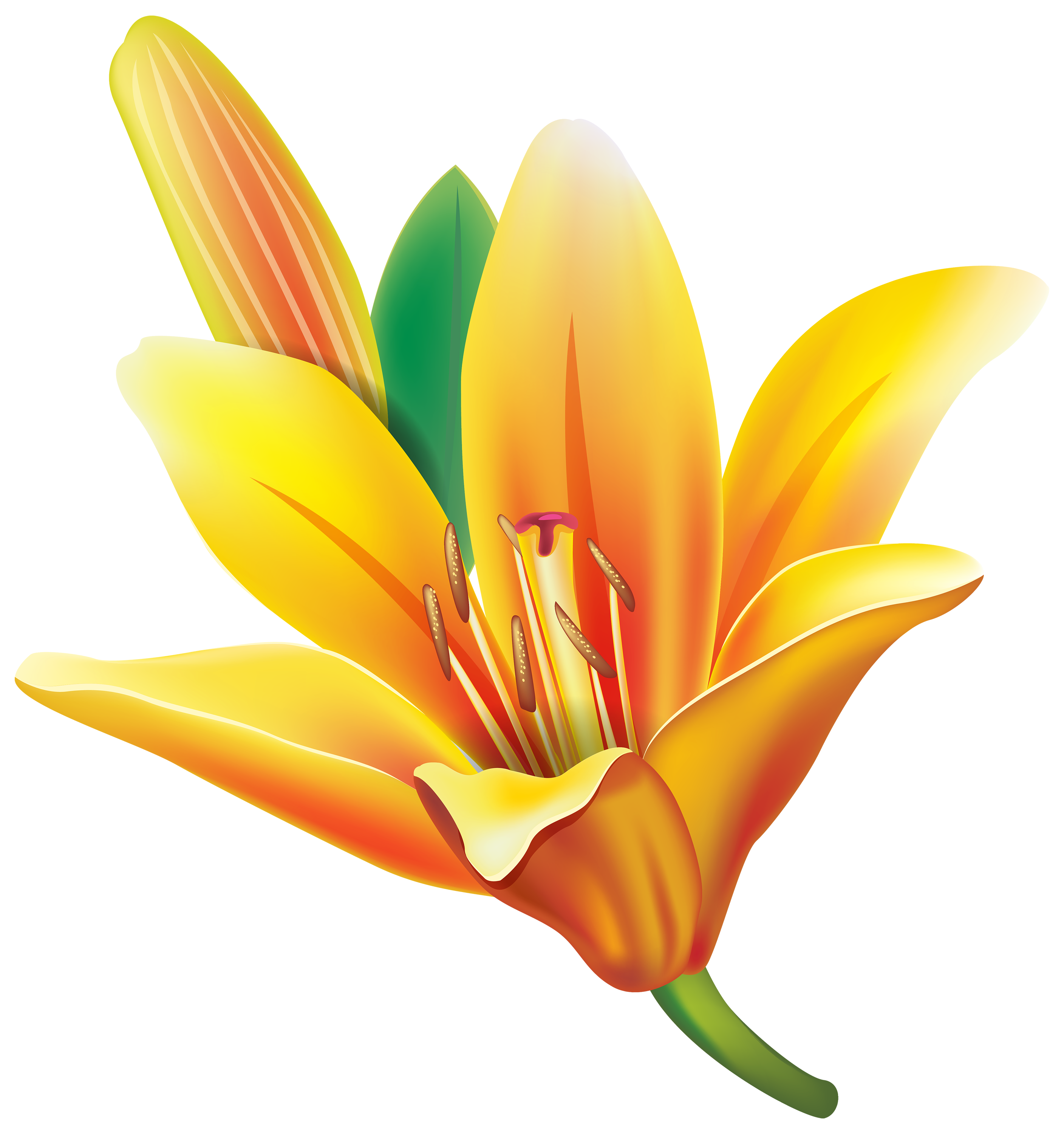 Lotus pond flower