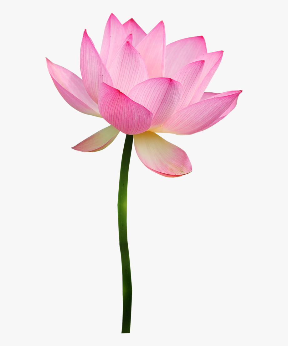 flower power plant. Lotus clipart pink lotus