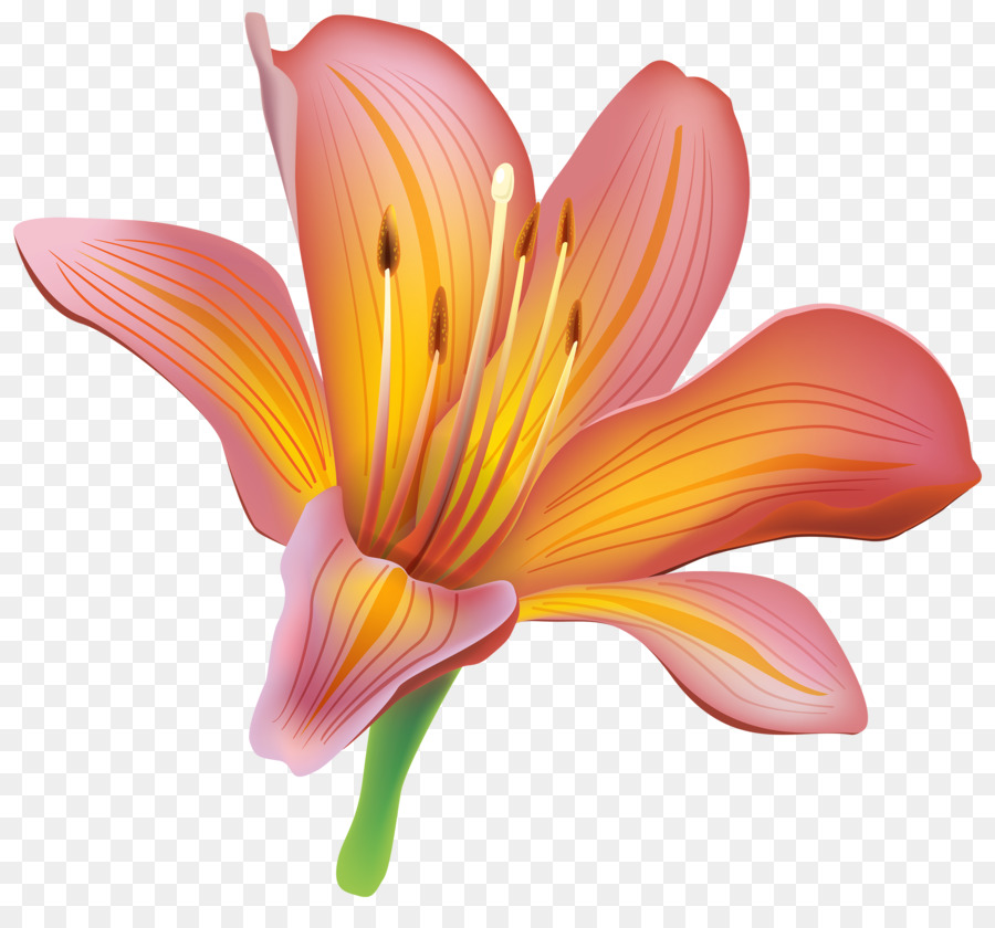 lily clipart orange lily