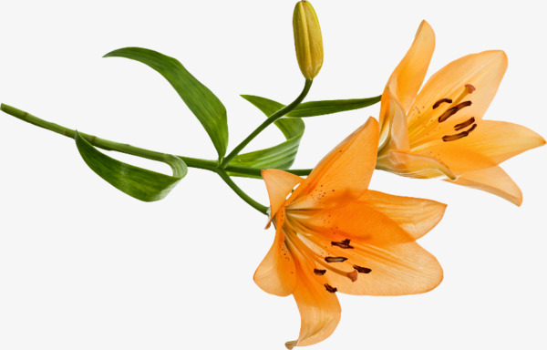 lily clipart orange lily