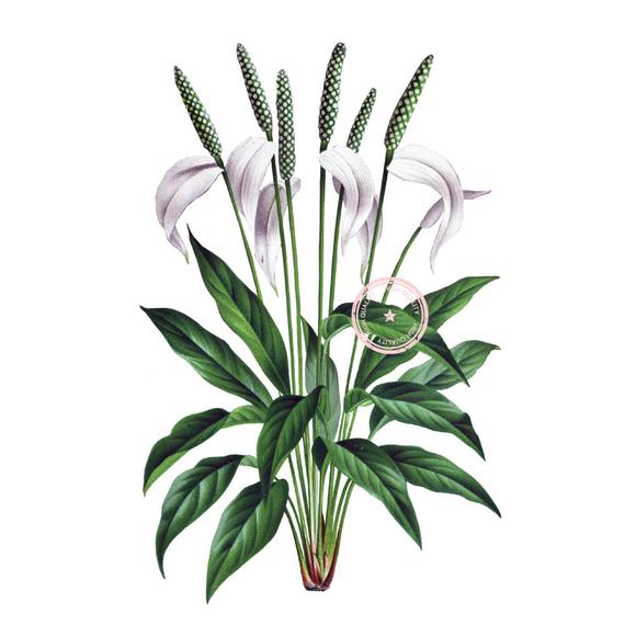 lily clipart peace lily