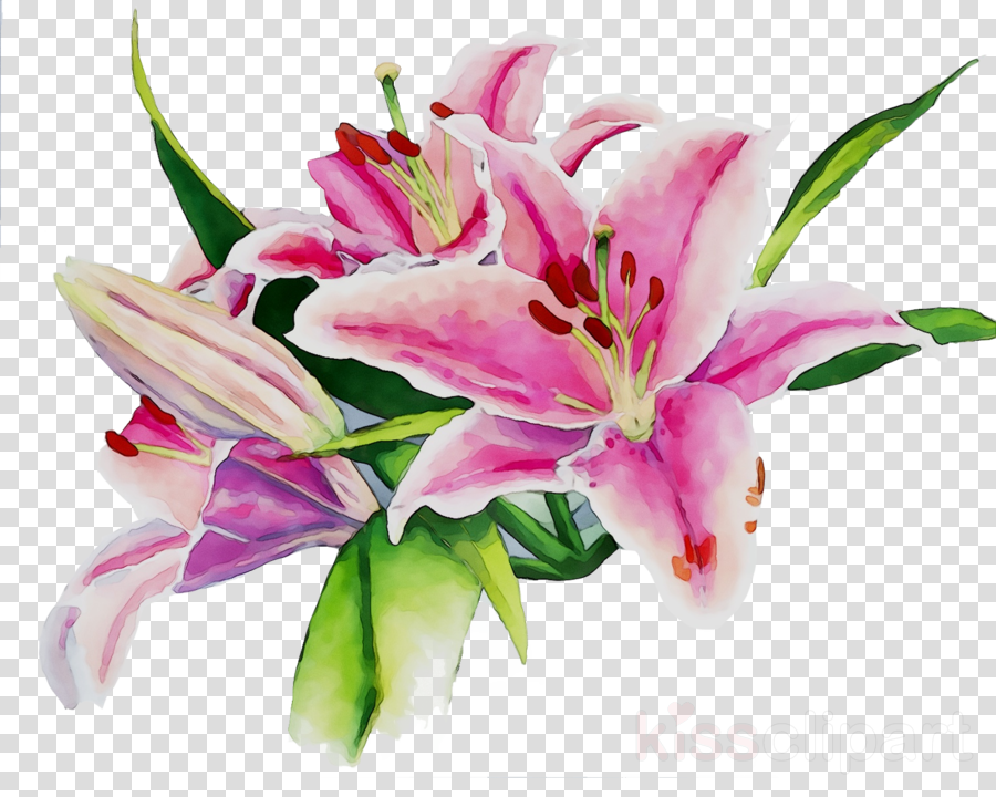 lily clipart pink flower design