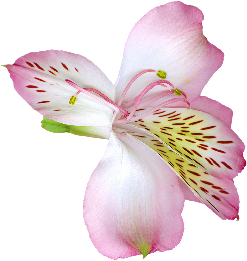 lily clipart pink flower design