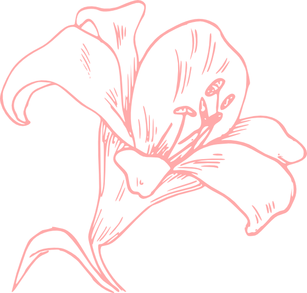 lily clipart pink lily
