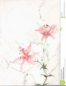 lily clipart pink lily