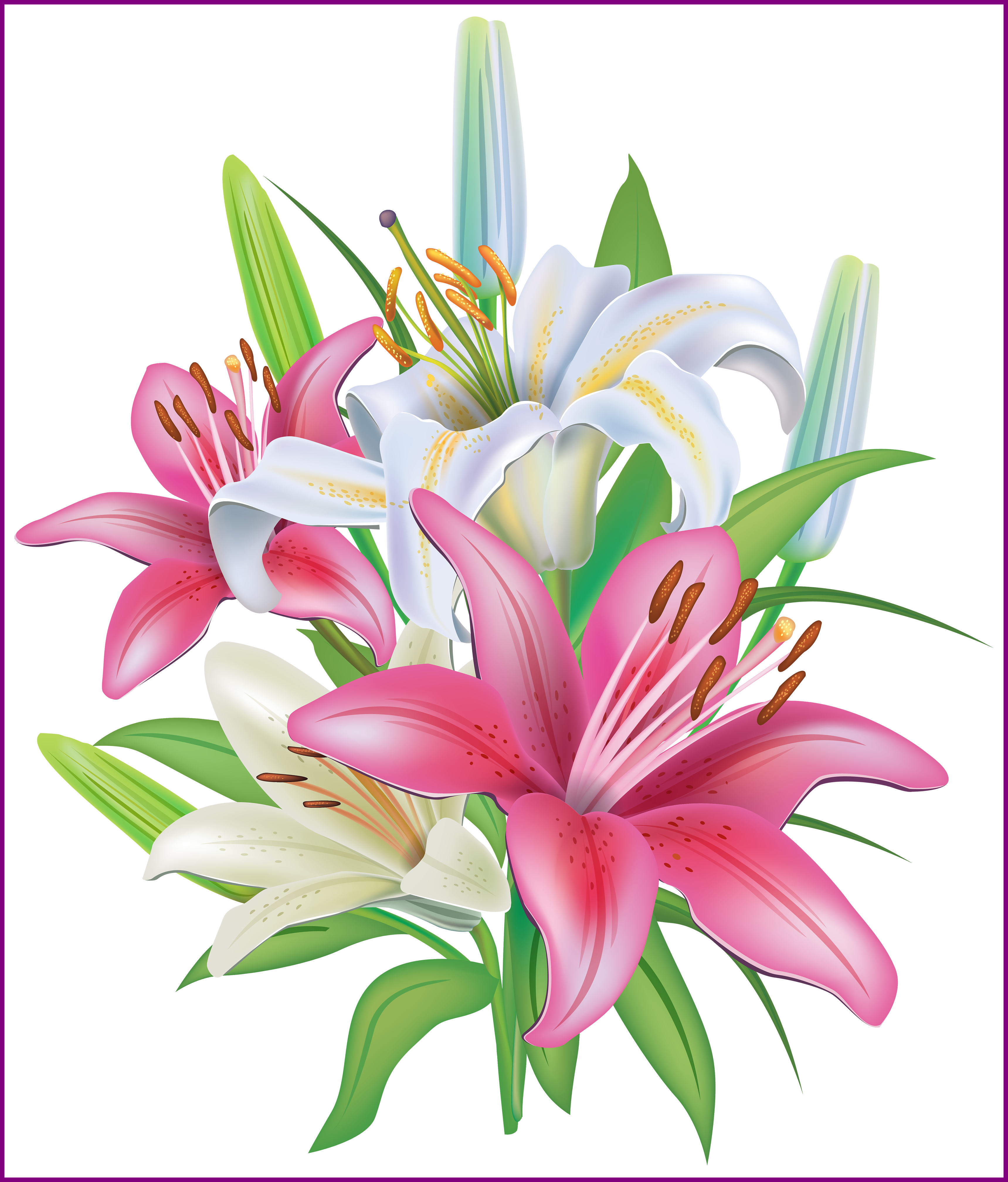 lily clipart pink vine