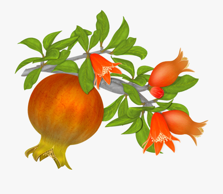 lily clipart pomegranate flower