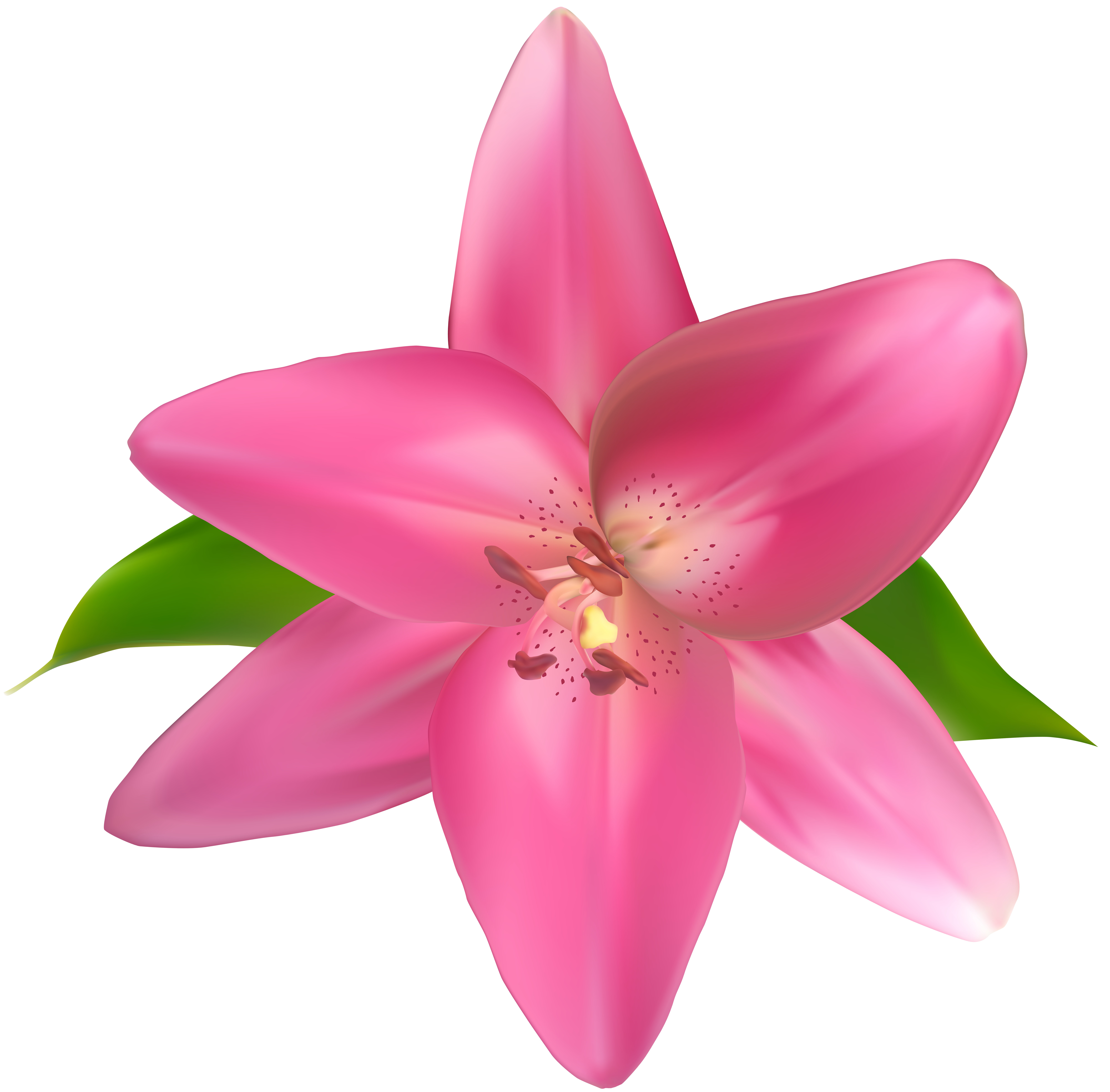 lily clipart pomegranate flower