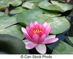 lily clipart pond lily