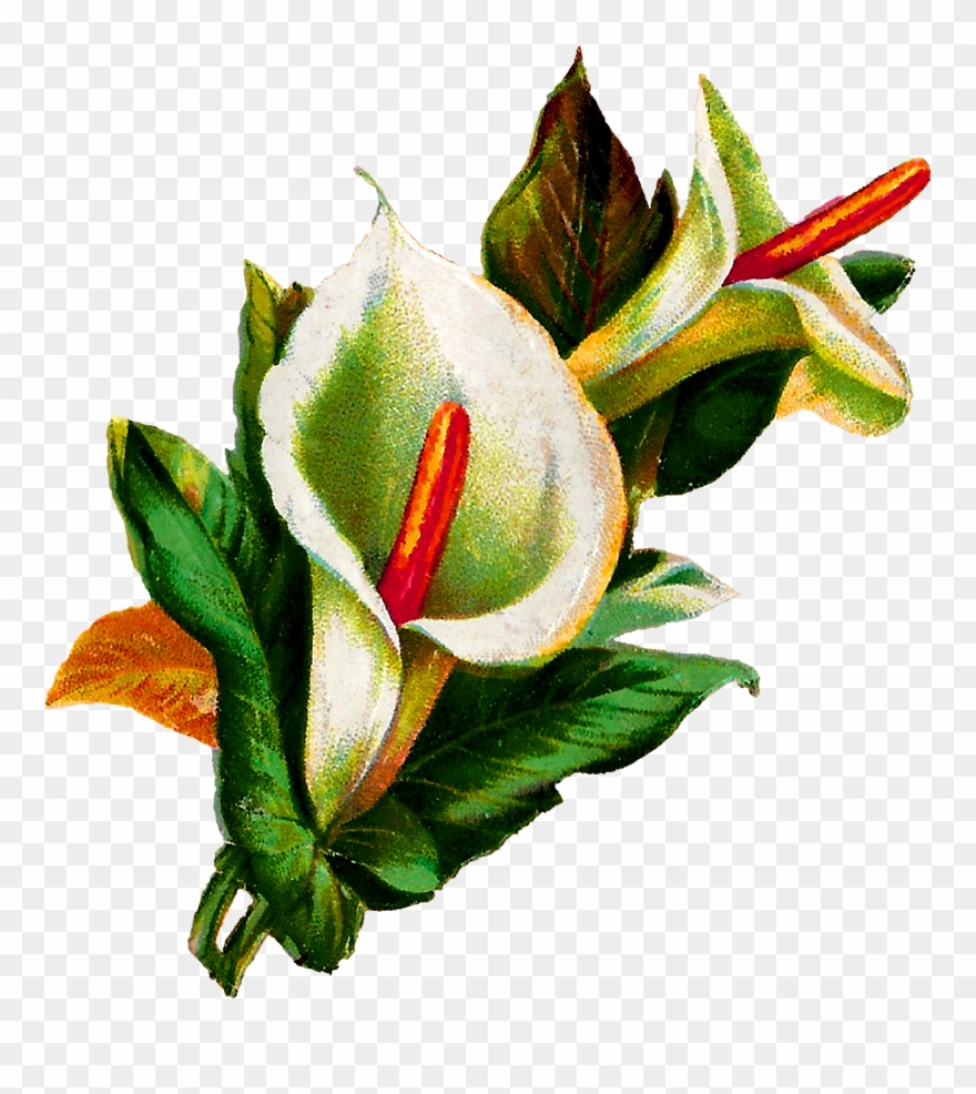 Lily clipart potluck. Calla botanical 