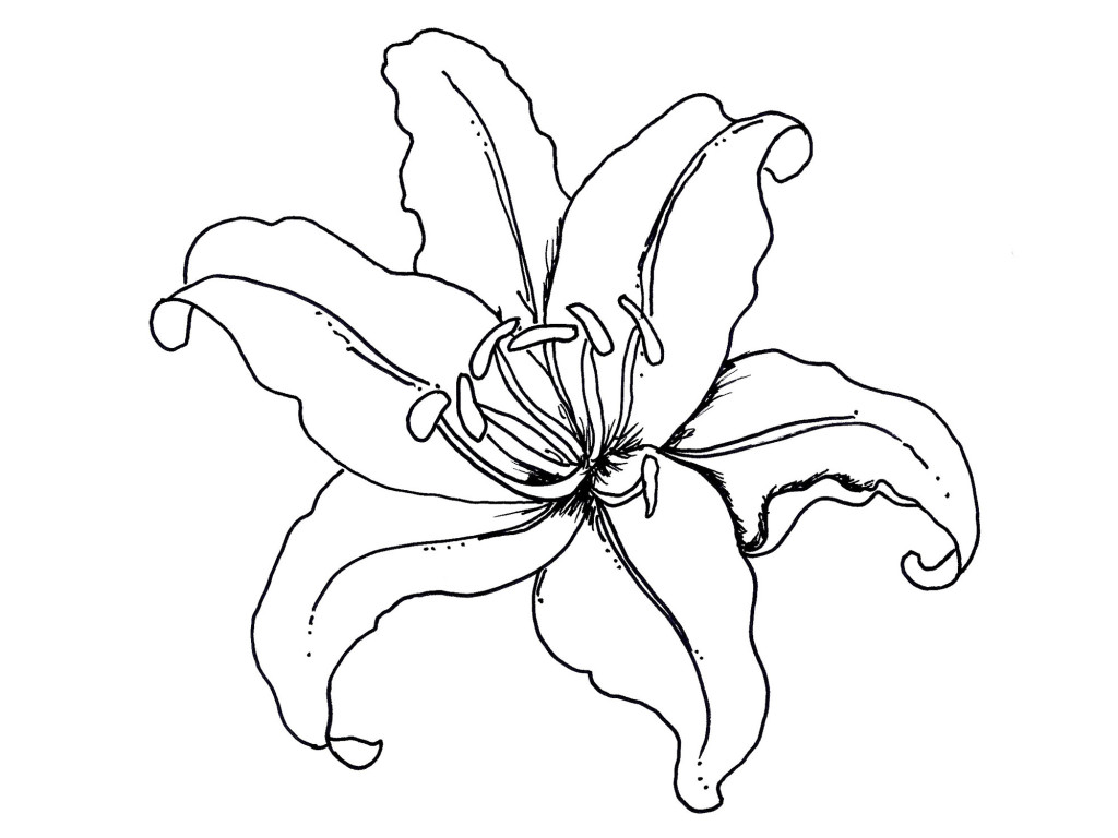 lily clipart printable