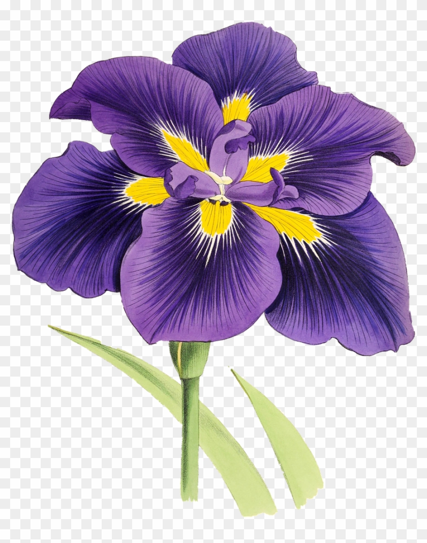 Lily clipart purple lily. Flower plant blossom bloom