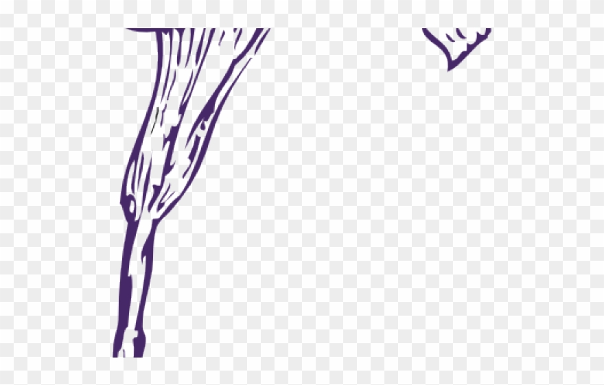 Calla lilies clip art. Lily clipart purple lily