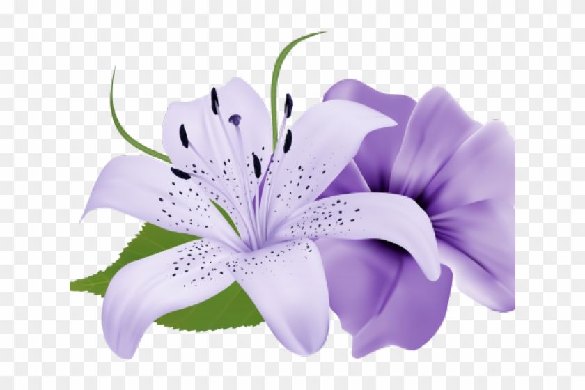 lily clipart purple rose
