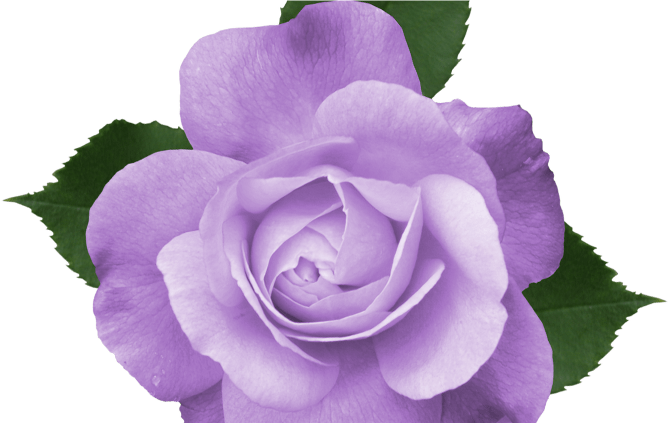 lily clipart purple rose