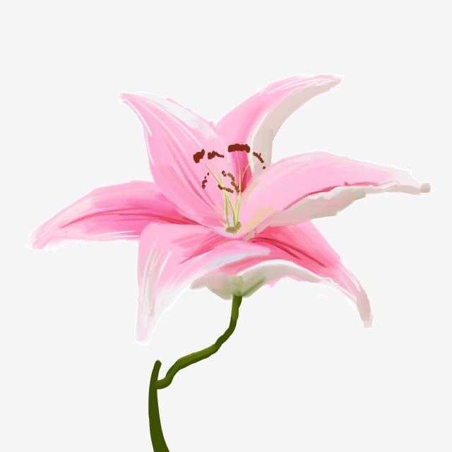 lily clipart realistic flower