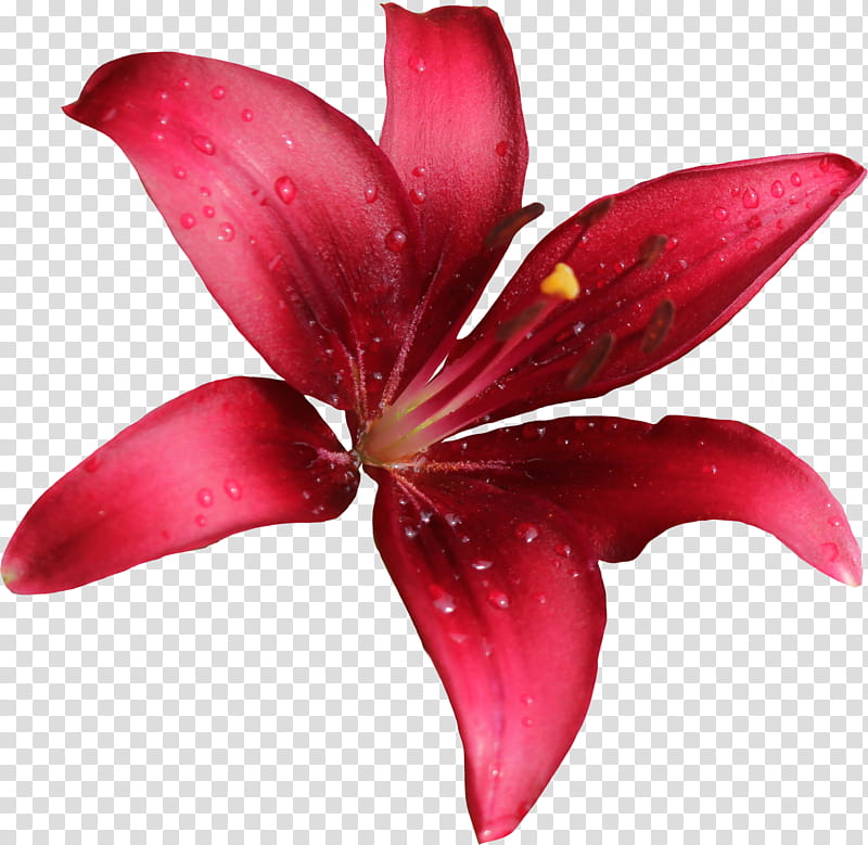 Lily clipart red lily. Lilly flower in bloom