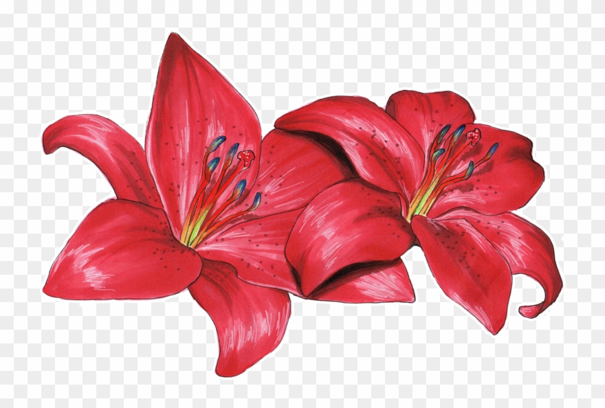 Lily clipart red lily. Png royalty free download