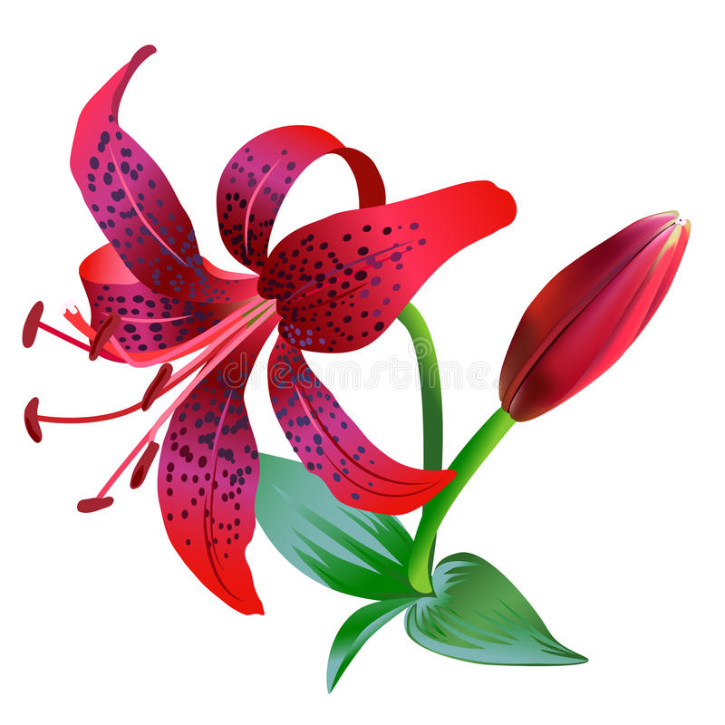 Lily clipart red lily. Day lilies in the