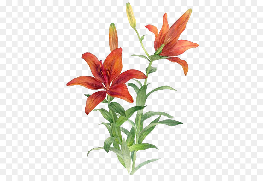 Flowers background png download. Lily clipart red lily