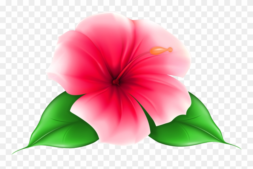 lily clipart red tropical flower