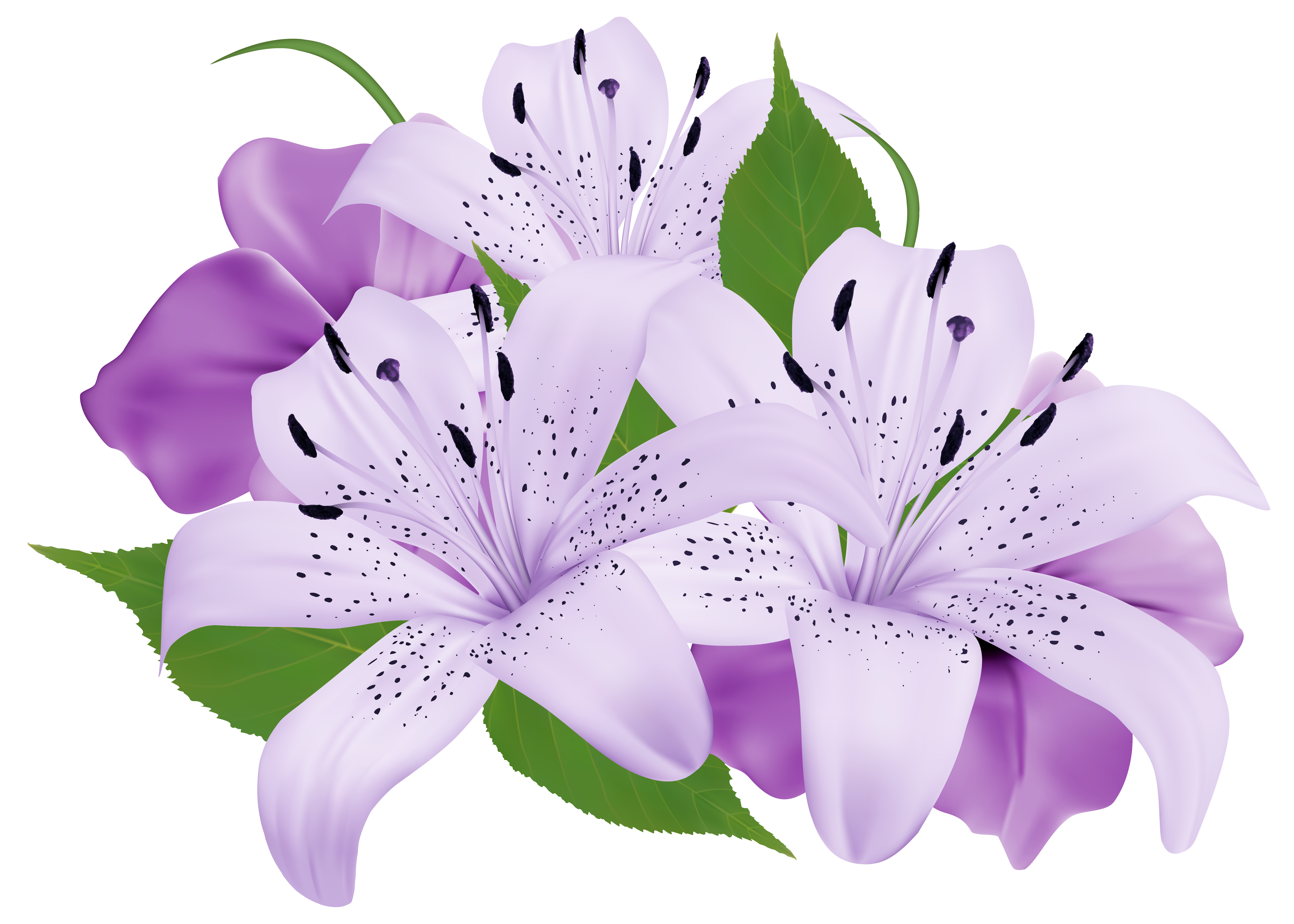 lily clipart sea flower