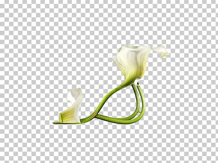 lily clipart shoe