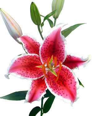 lily clipart star gazer