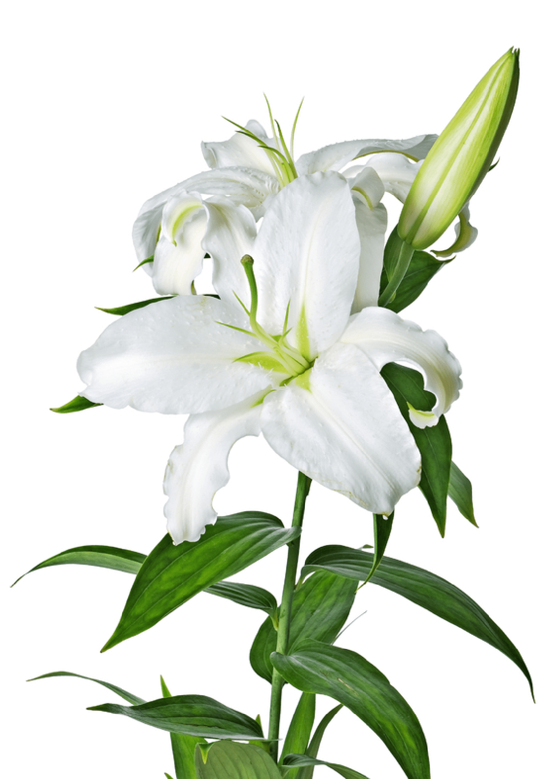 White transparent stickpng. Lily flower png