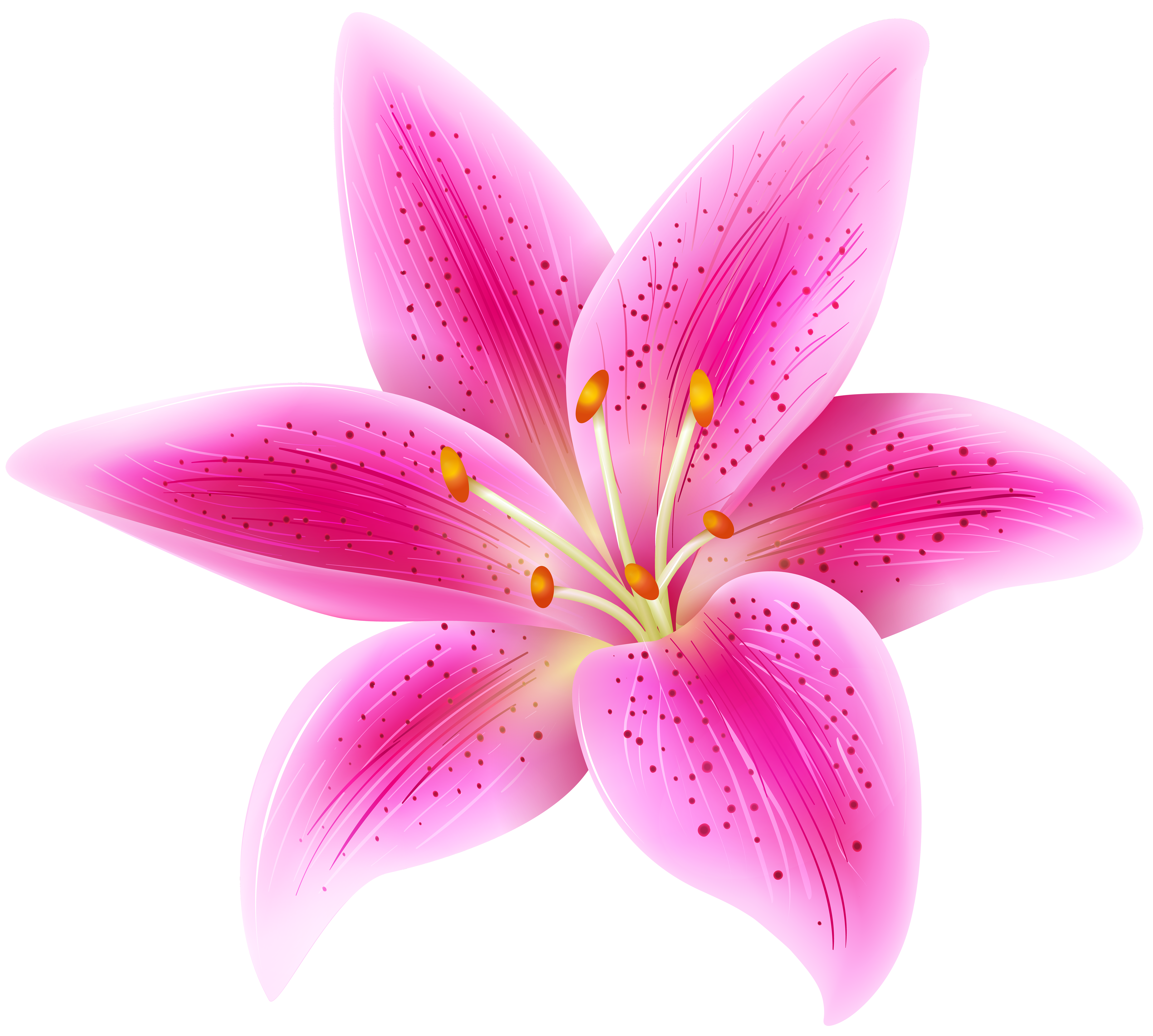 Pink transparent clip art. Lily flower png