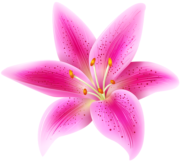 Lily clipart stargazer lily, Lily stargazer lily Transparent FREE for