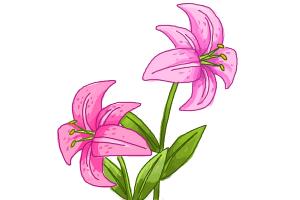 lily clipart stargazer lily
