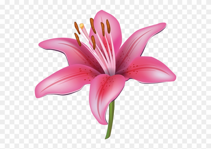 Free Free 297 Lily Flower Svg Free SVG PNG EPS DXF File