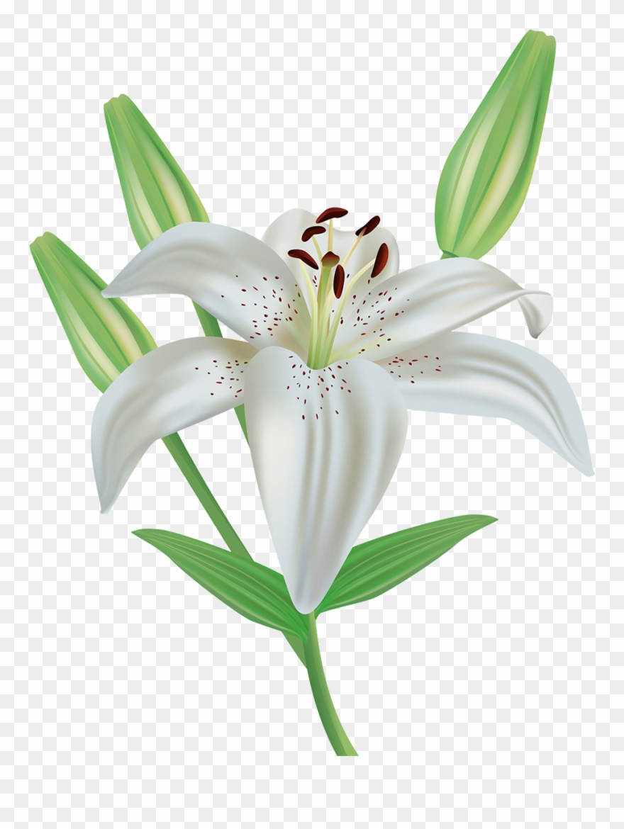 lily clipart stargazer lily