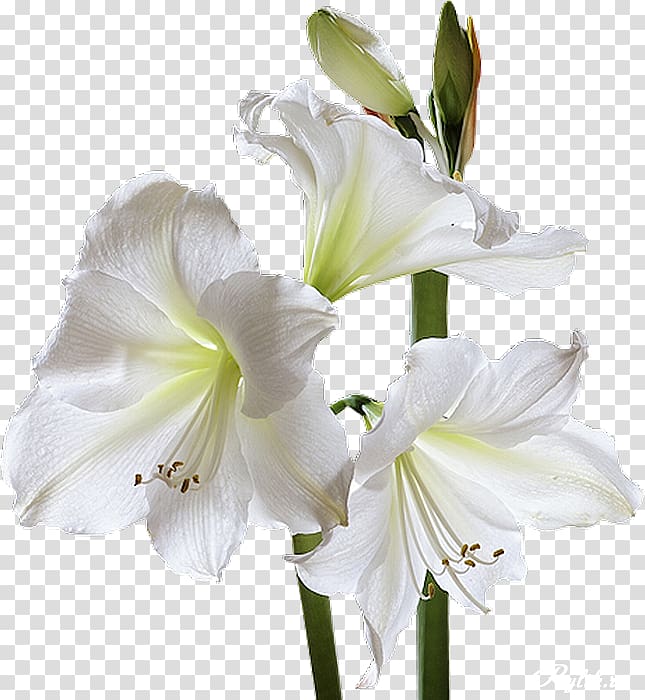lily clipart sympathy flower