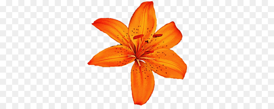 Flower cartoon orange . Lily clipart tiger lily