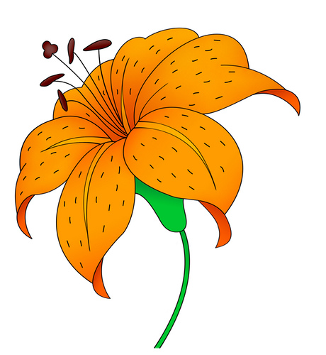 lily clipart tiger lily