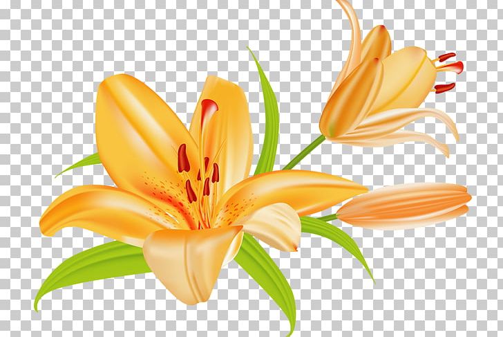 Lily clipart tiger lily. Lilium bulbiferum easter png