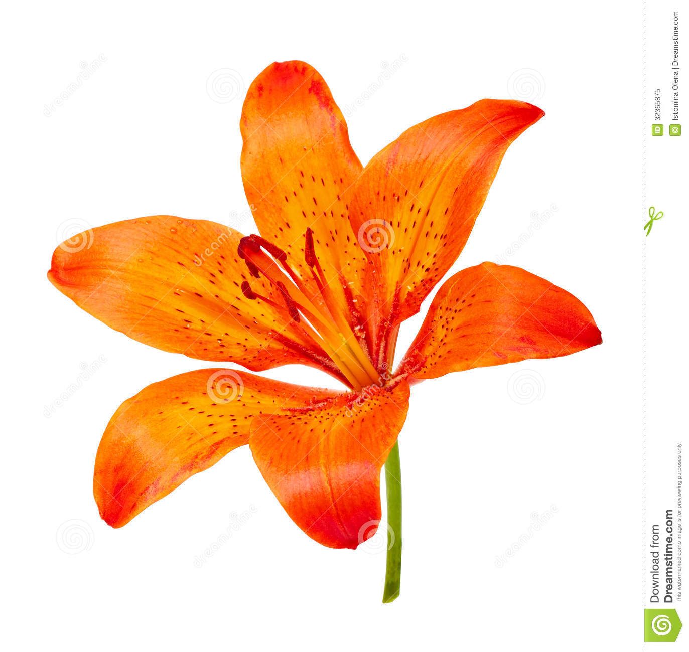 lily clipart tiger lily