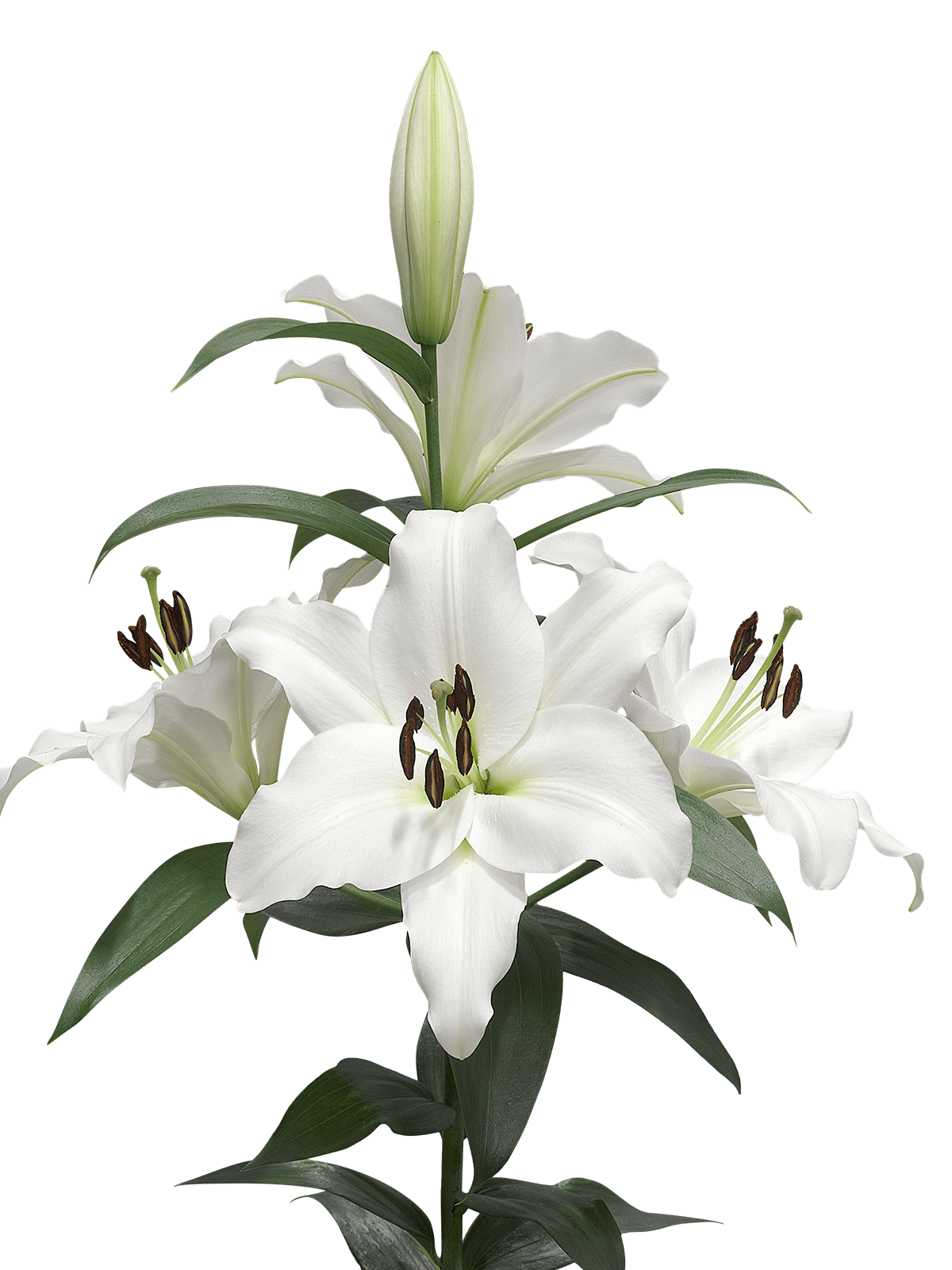 lily clipart transparent background